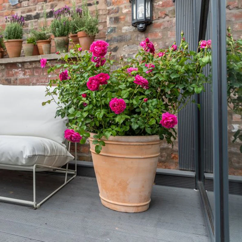 David Austin® James L. Austin™ Rose Shrub