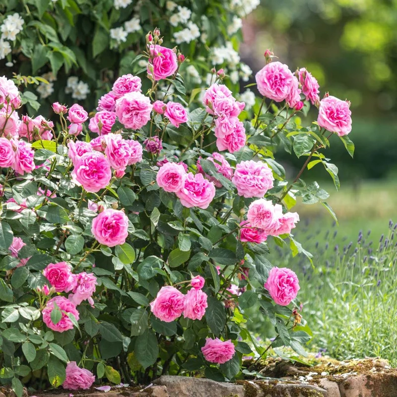 David Austin® Gertrude Jekyll® Rose Shrub