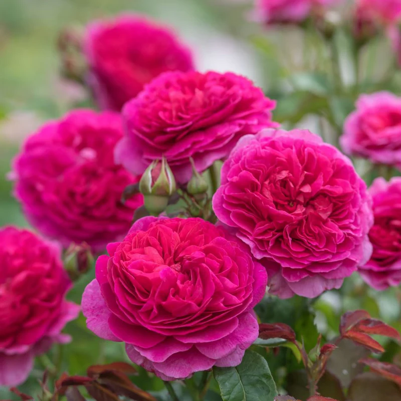 David Austin® Gabriel Oak™ Rose Shrub