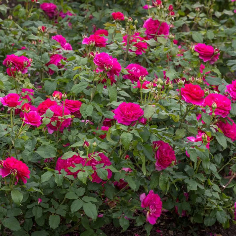 David Austin® Gabriel Oak™ Rose Shrub