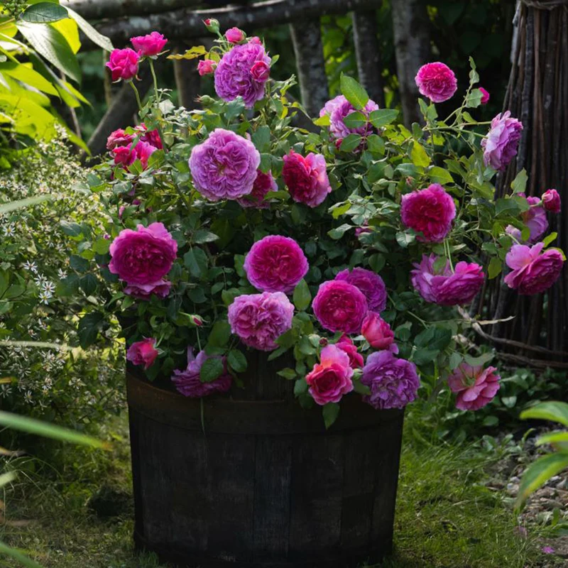 David Austin® Gabriel Oak™ Rose Shrub