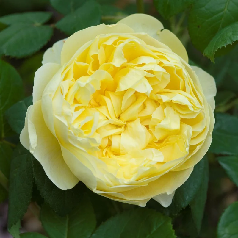 David Austin® Charles Darwin Rose Shrub