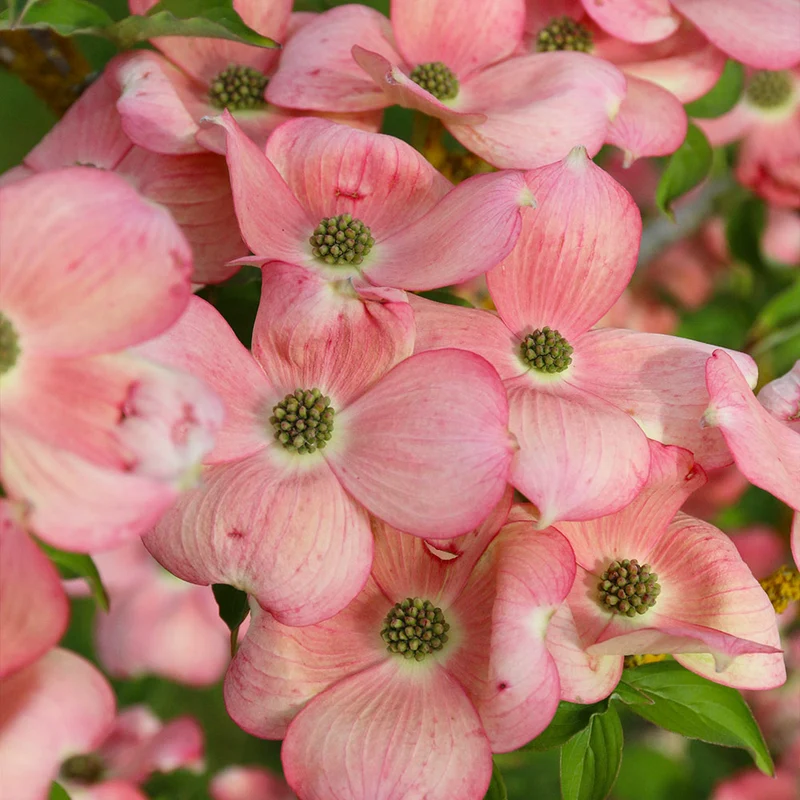Stellar Pink Dogwood Tree
