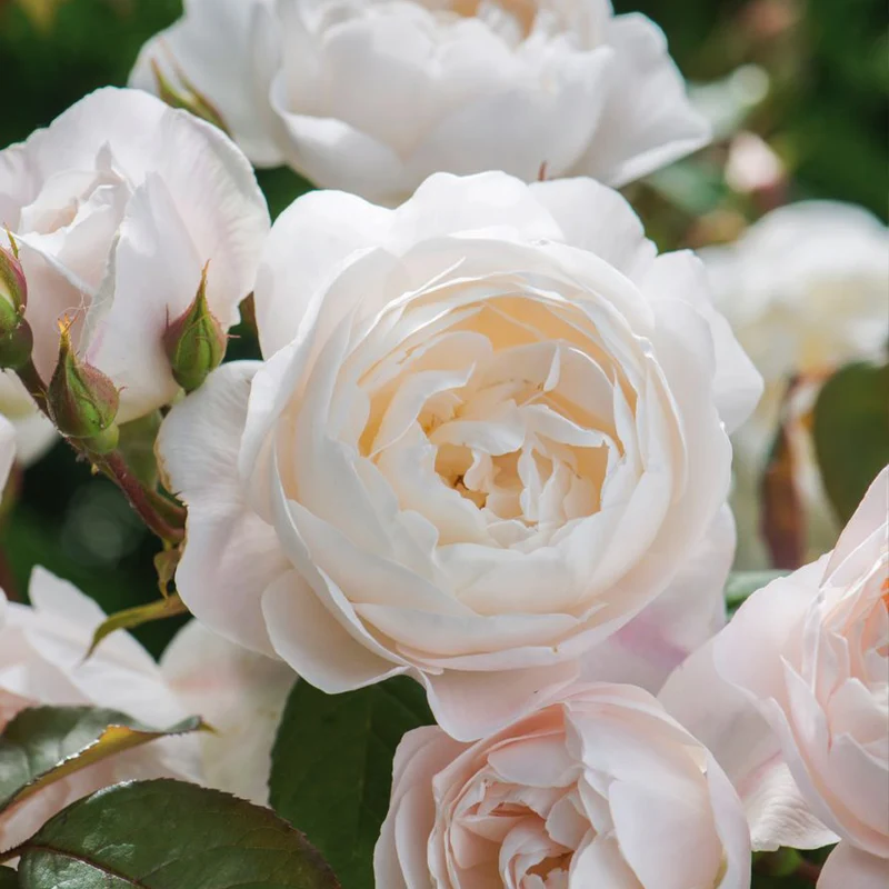 David Austin® Desdemona™ Rose Shrub