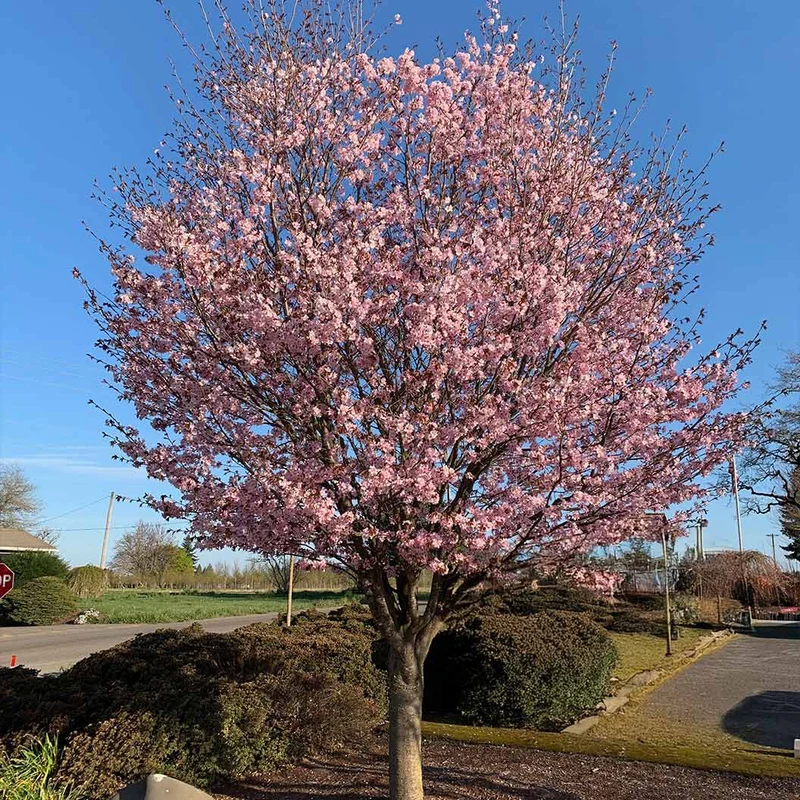 Pink Flair® Cherry Tree