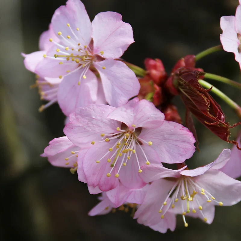 Pink Flair® Cherry Tree