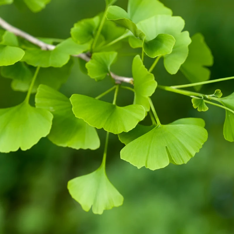 Shangri la® Ginkgo Tree