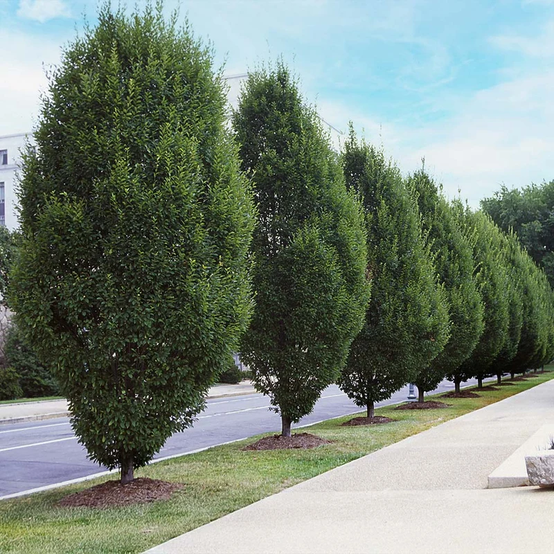 Pyramidal European Hornbeam Tree