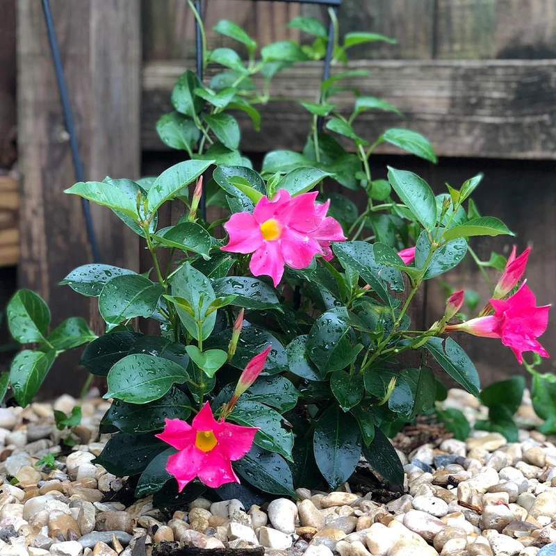 Pink Diplodenia Bush