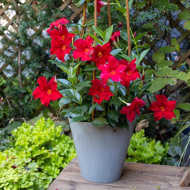 Red Crimson Diplodenia Bush
