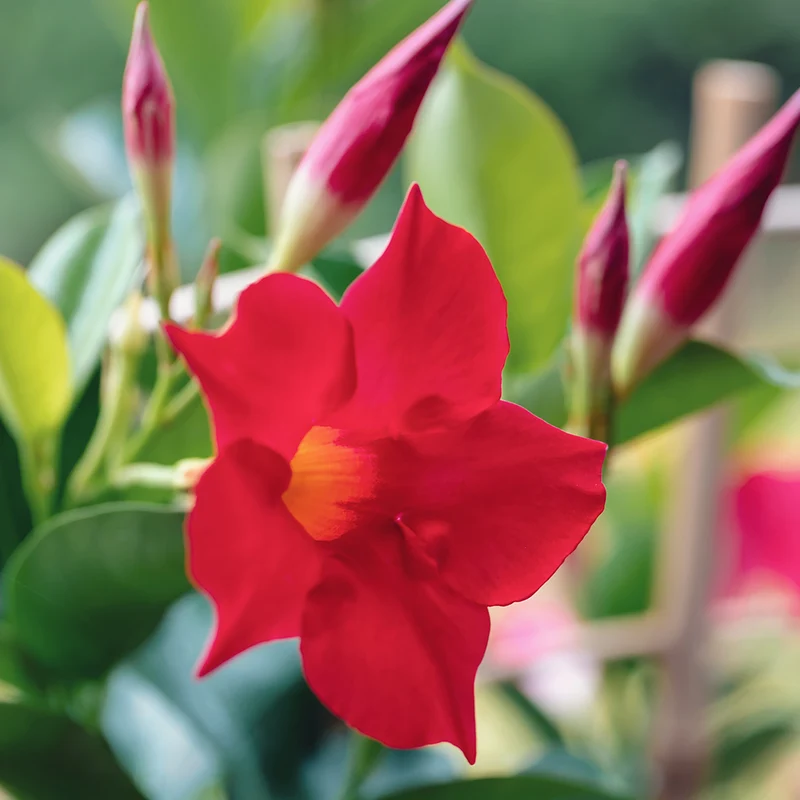 Red Crimson Diplodenia Bush