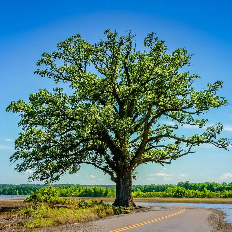 Bur Oak Tree