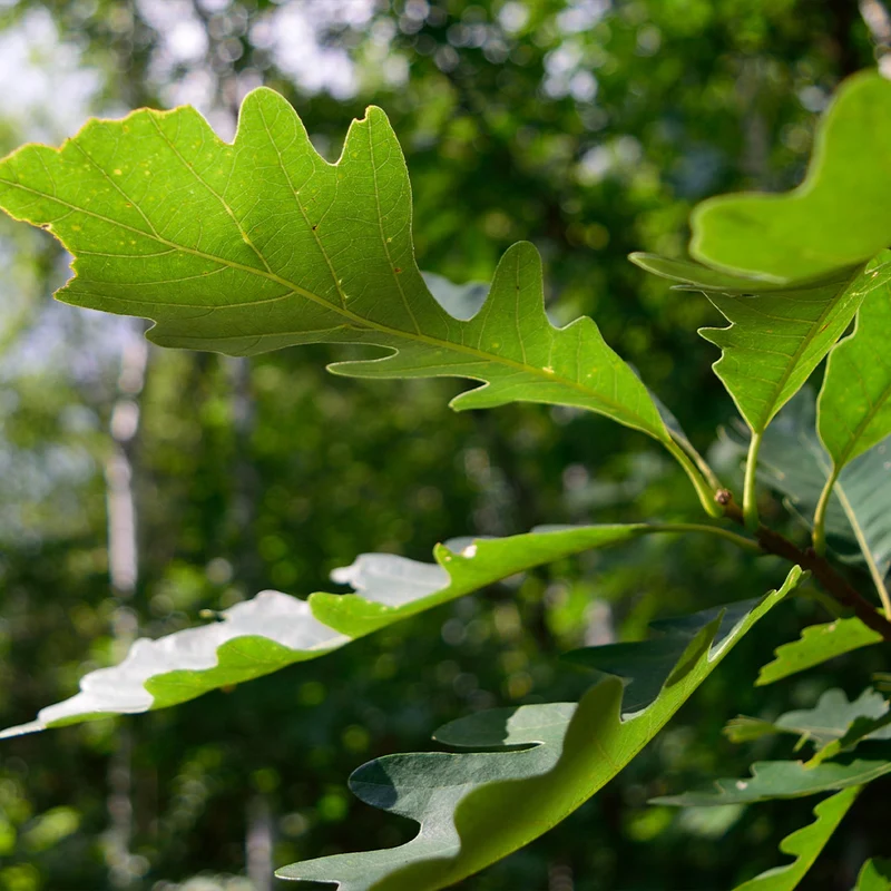 Bur Oak Tree
