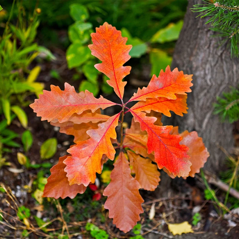 Bur Oak Tree