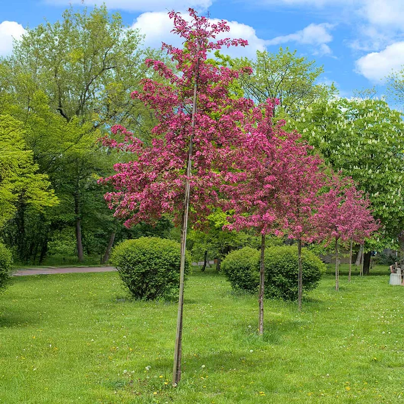 Emerald Spire Crabapple Tree