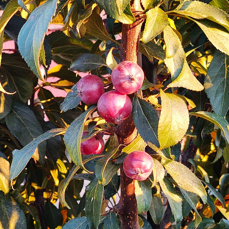 Emerald Spire Crabapple Tree