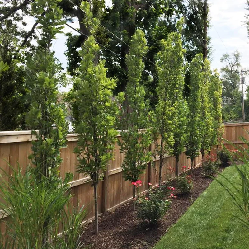 Kindred Spirit® Hybrid Oak Tree