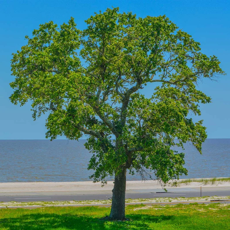 New Harmony American Elm Tree