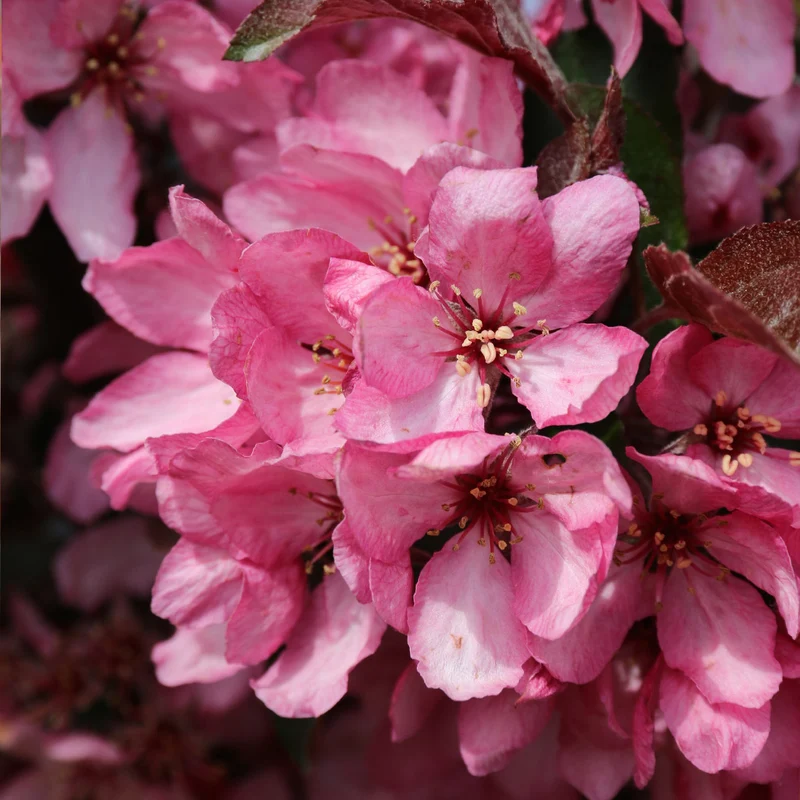 Raspberry Spear® Crabapple Tree