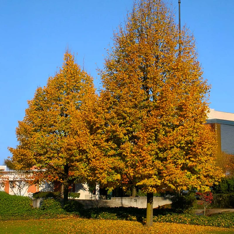Greenspire® Linden Tree