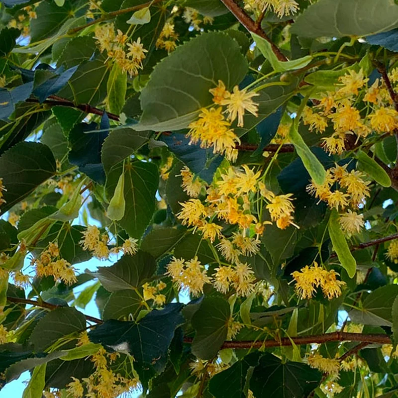 Greenspire® Linden Tree