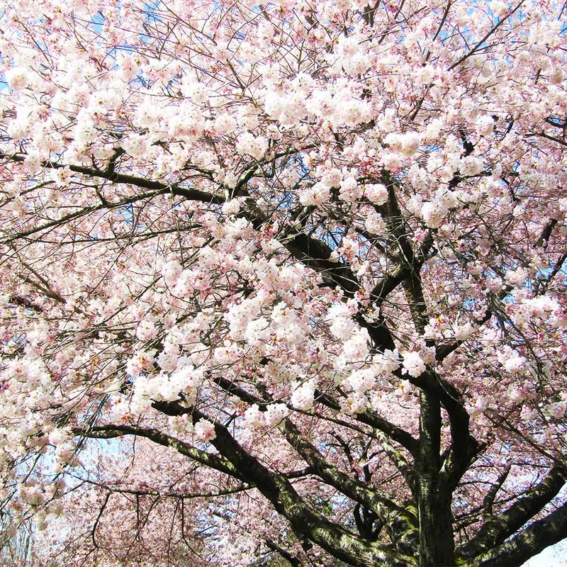 Akebono Cherry Tree