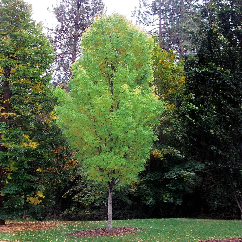 Bowhall Red Maple Tree