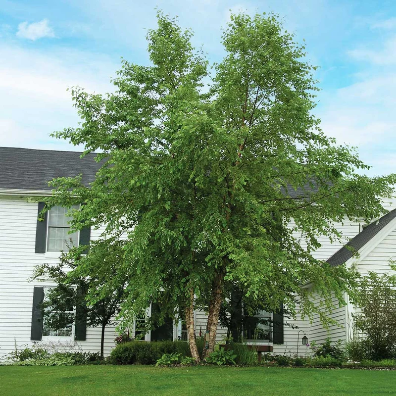 City Slicker® River Birch Tree