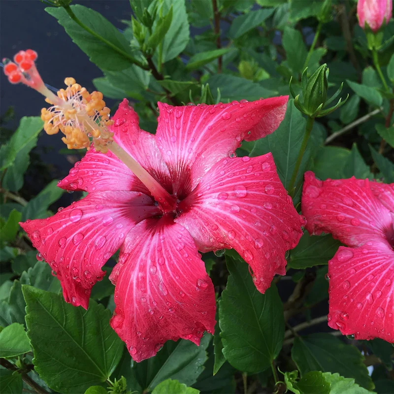 Painted Lady Hibiscus Bush