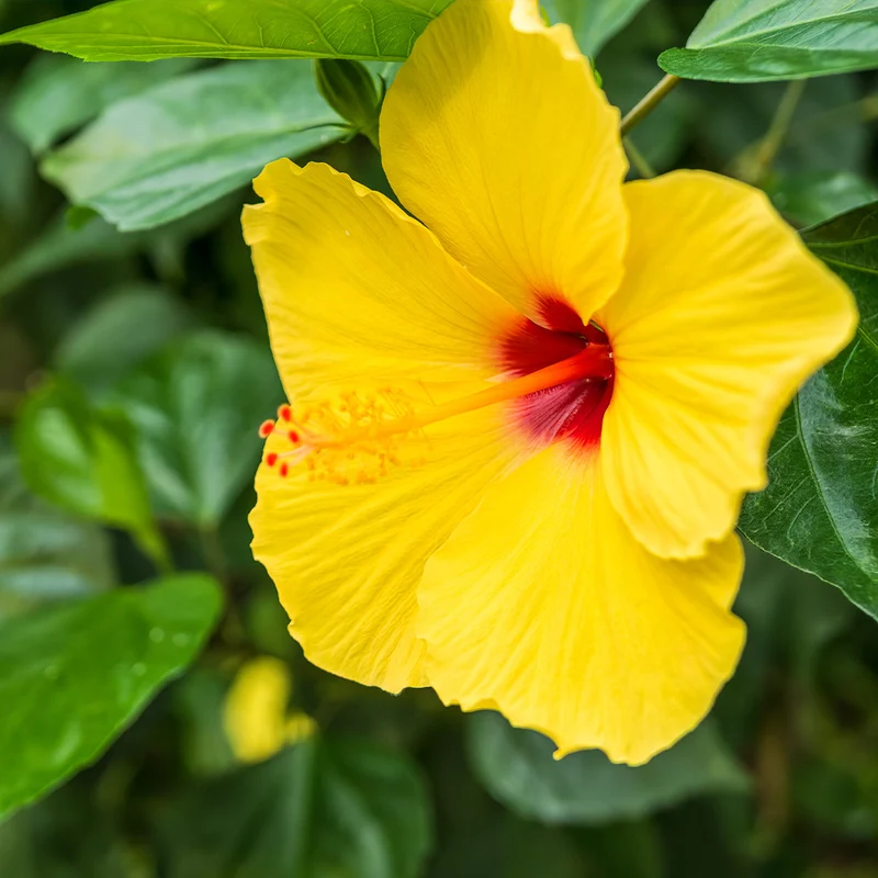 Tequila Yellow Hibiscus Bush