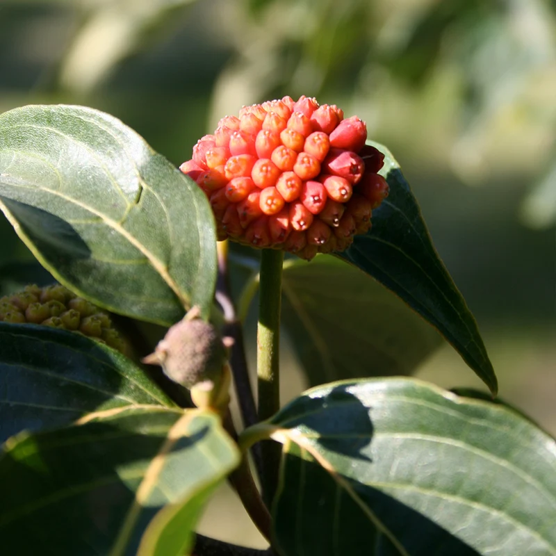 Starlight® Dogwood Tree