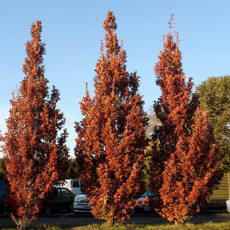 Crimson Spire™ Oak Tree