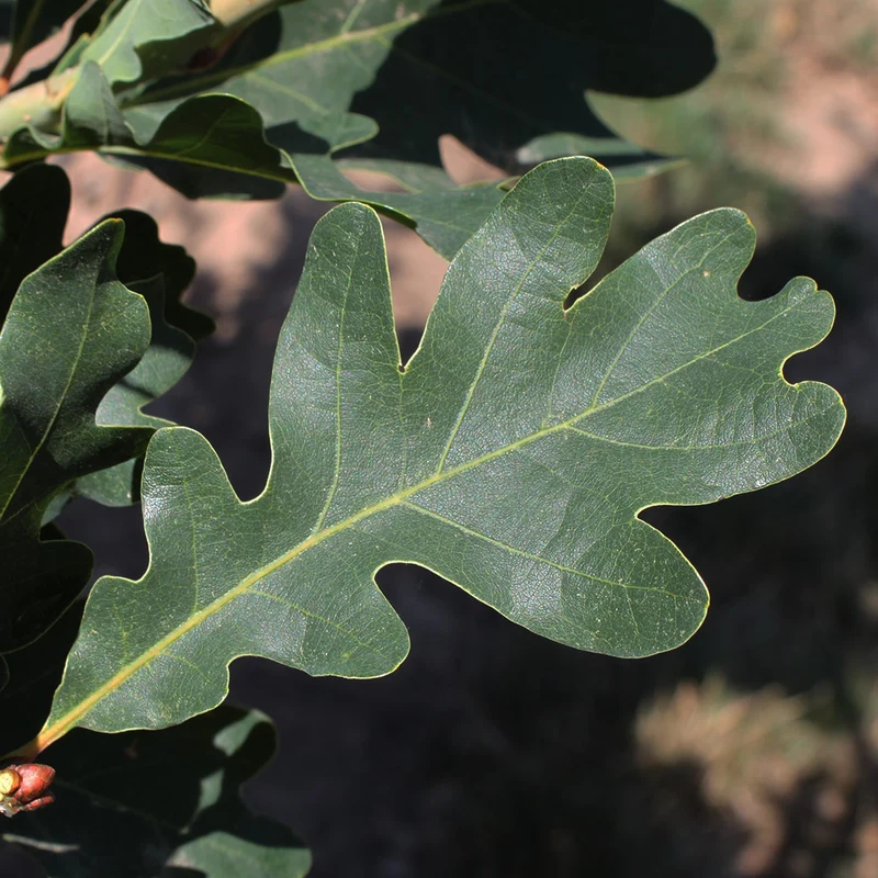 Crimson Spire™ Oak Tree