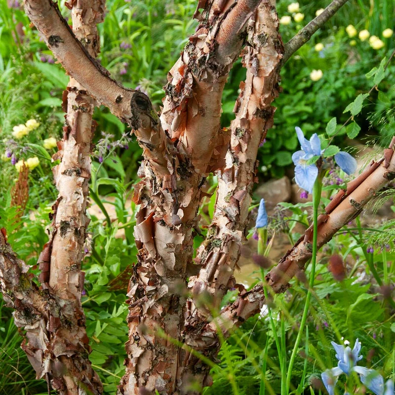 Fox Valley® River Birch Tree
