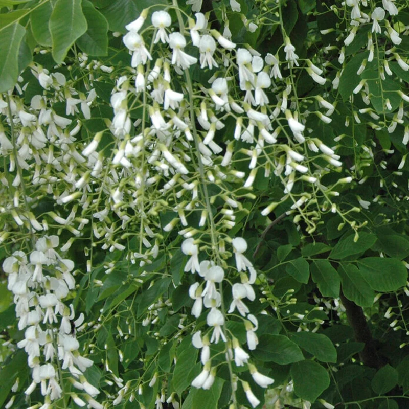 American Yellowwood Tree