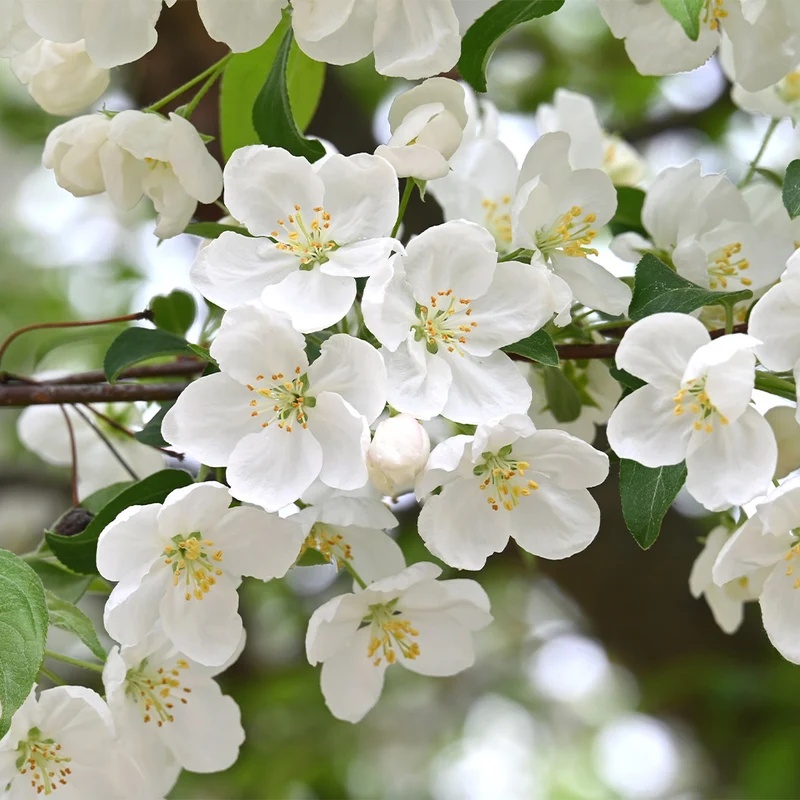 Adirondack Crabapple Tree