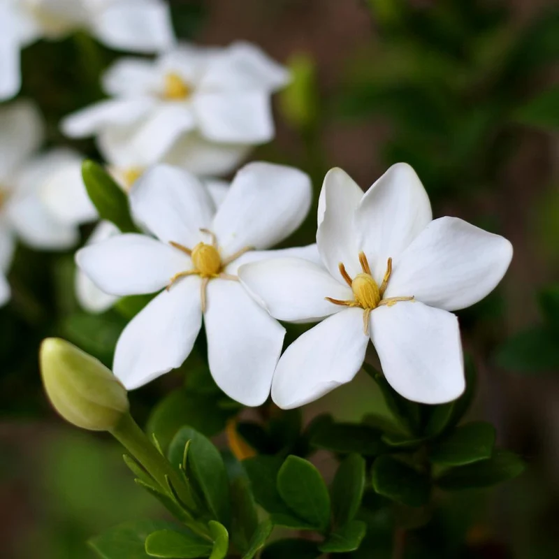 Kleim's Hardy Gardenia Shrub