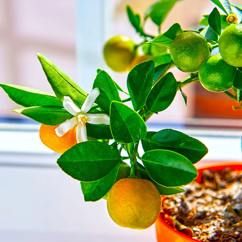 Calamondin Orange Tree