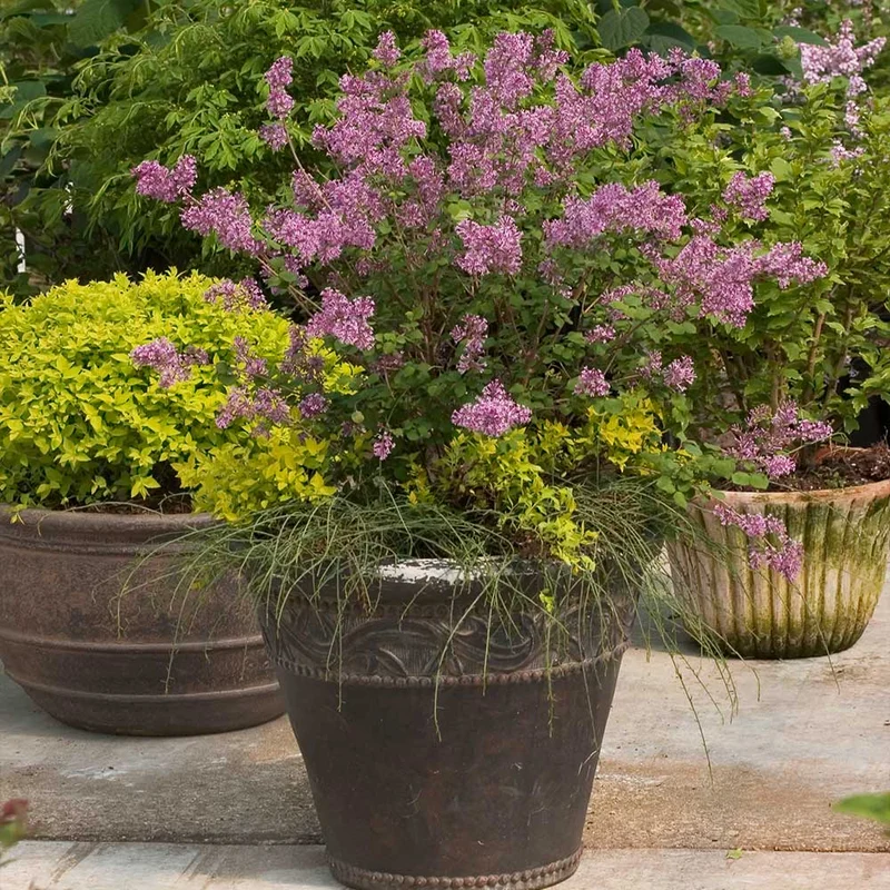 Proven Winners® Bloomerang® Lilac Shrub