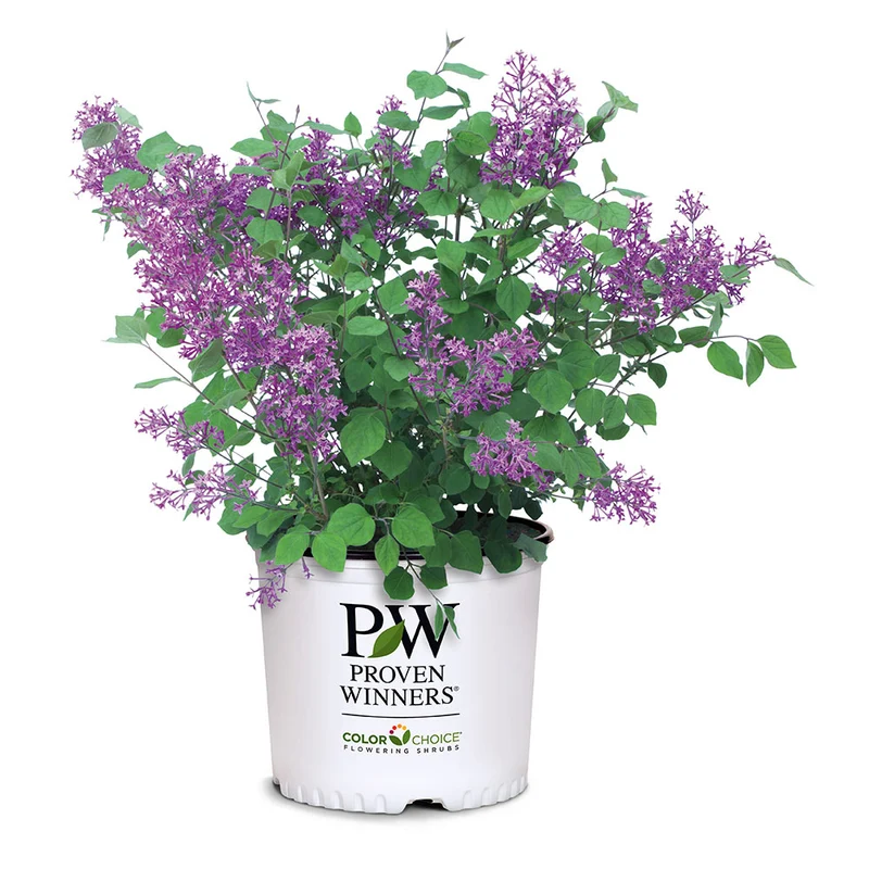Proven Winners® Bloomerang® Lilac Shrub