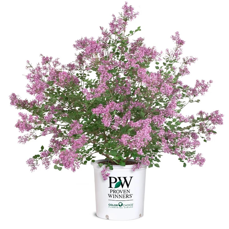 Proven Winners® Bloomerang® Lilac Shrub