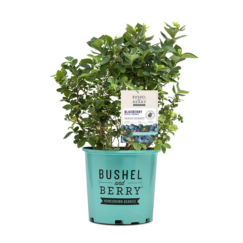 Bushel and Berry® Peach Sorbet™ Blueberry Bush