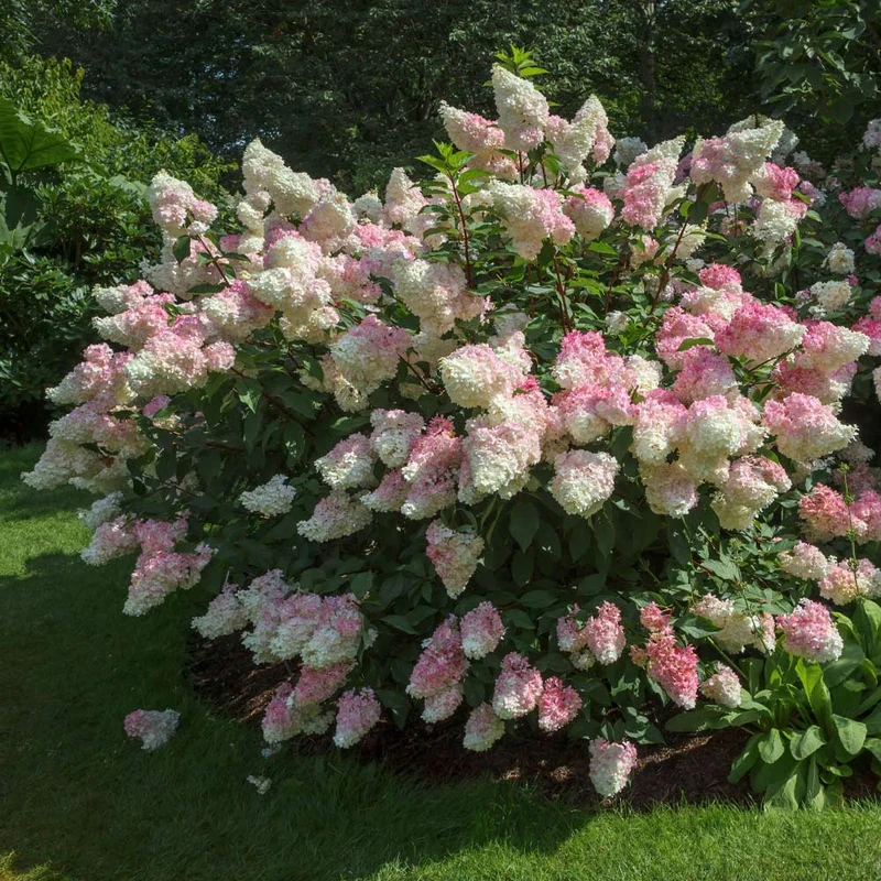 Vanilla Strawberry Hydrangea Shrub