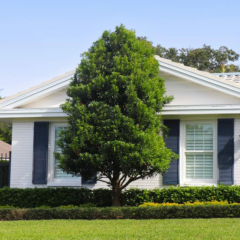 Bay Laurel Tree