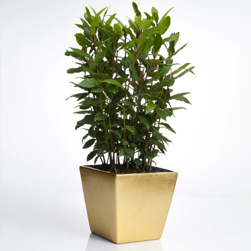 Bay Laurel Tree