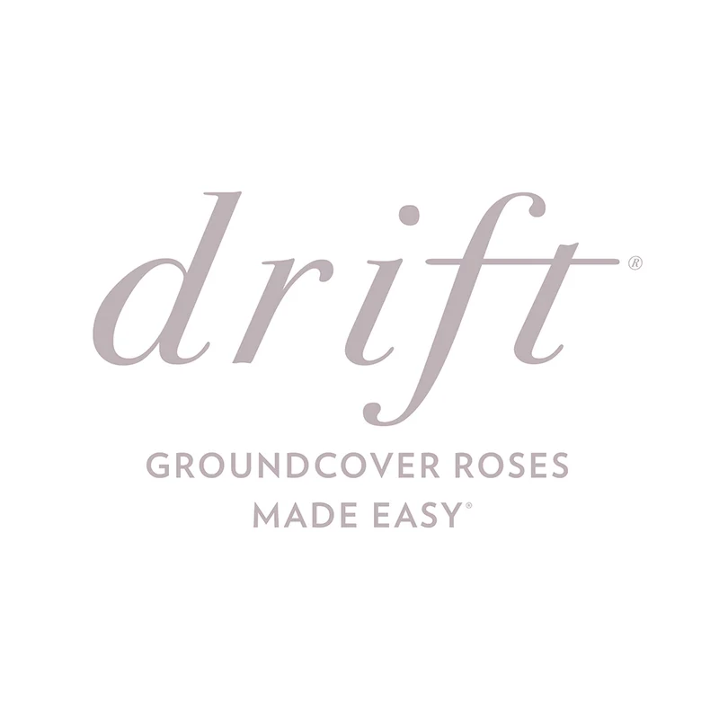 Peach Drift® Rose