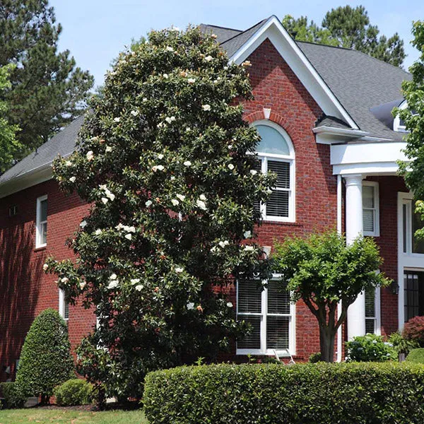 Southern Magnolia