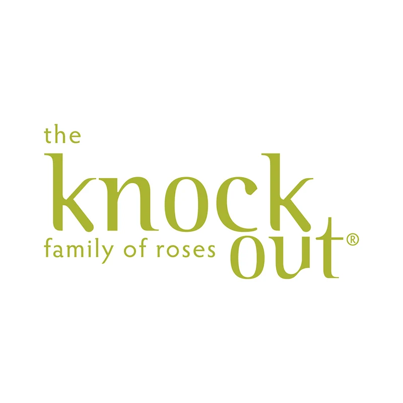 Knock Out® Rose Tree