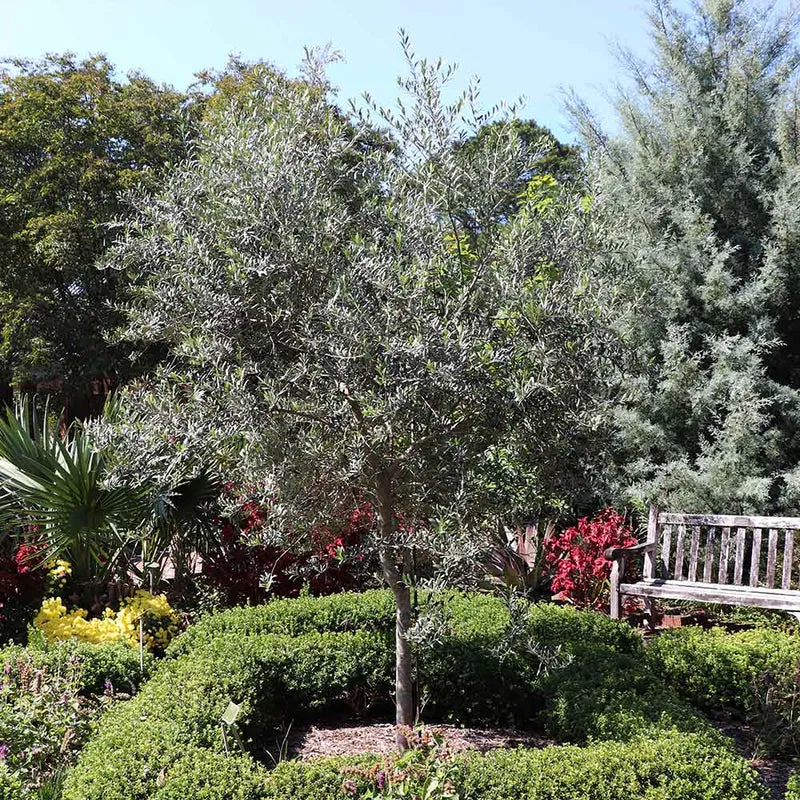 Arbequina Olive Tree