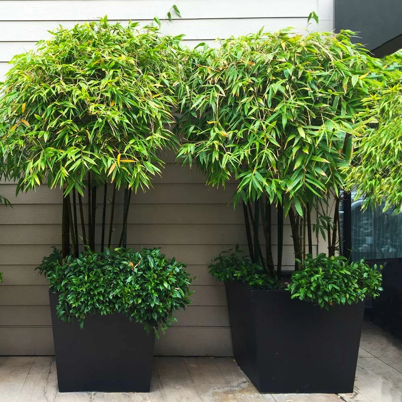 Black Bamboo Tree
